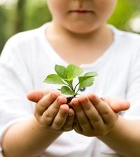 Fotografía de árbol